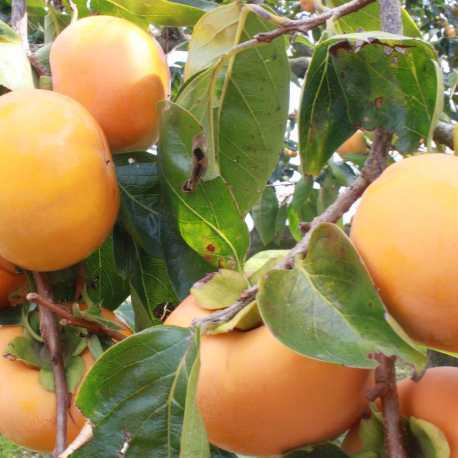 ＜みらいパーク竜王＞「旬の果物」【定期便5回】