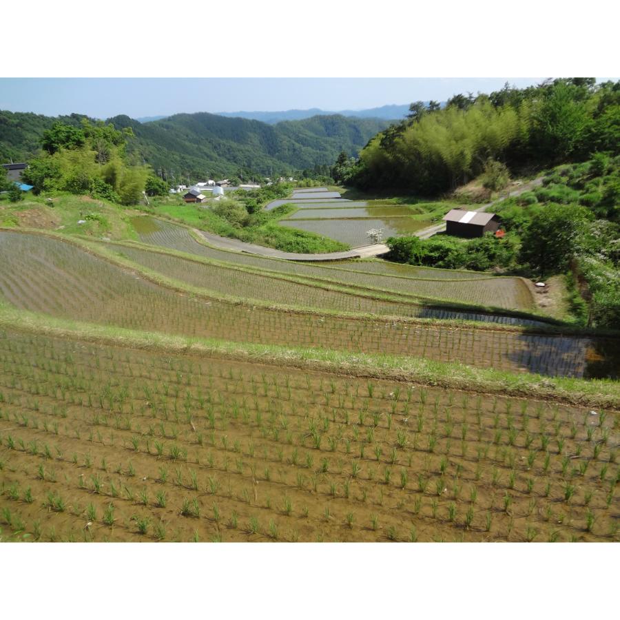 ＜霜尾共造農園＞京都　西方寺平　”棚田米”特別栽培米「コシヒカリ」（農薬不使用）5kg
