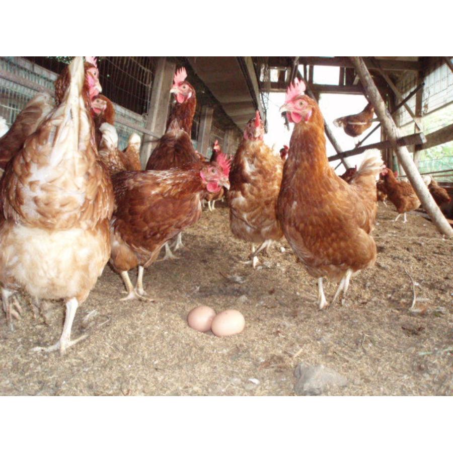 ＜霜尾共造農園＞京都　赤岩山麓「平飼い卵」20個