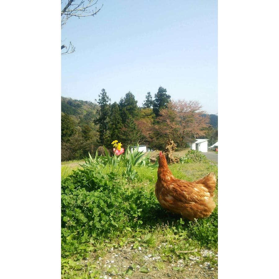 ＜霜尾共造農園＞京都　赤岩山麓「平飼い卵」20個【3ヵ月定期便】