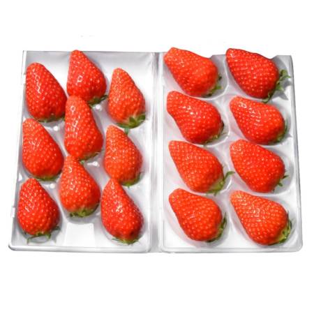 ＜嵯峨根農園＞京都産苺「章姫」240gx2（計480g）　