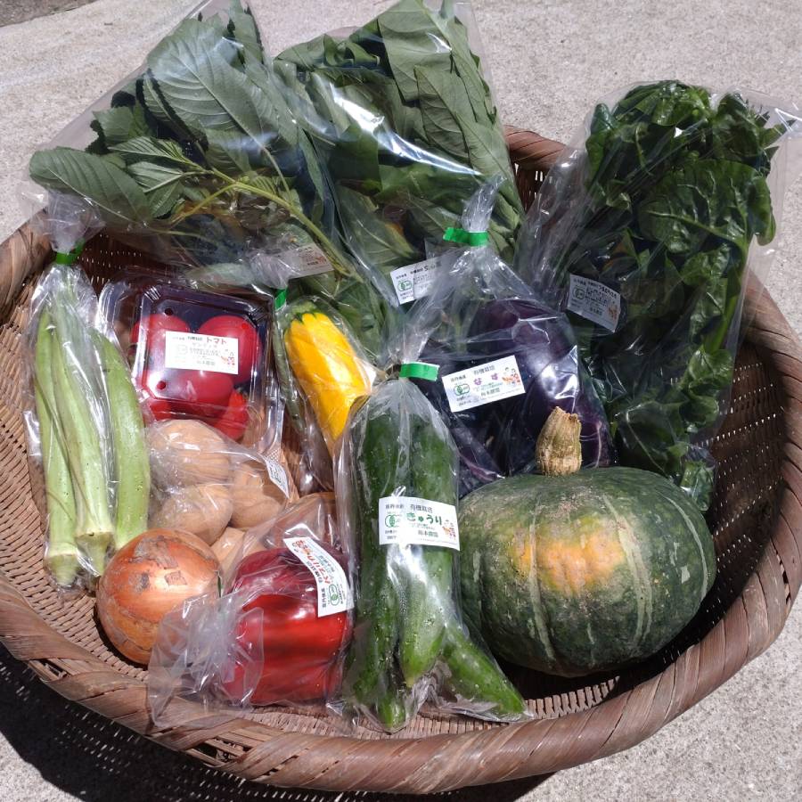 ＜てんとうむしばたけ＞京丹後産　有機野菜セット　4人用