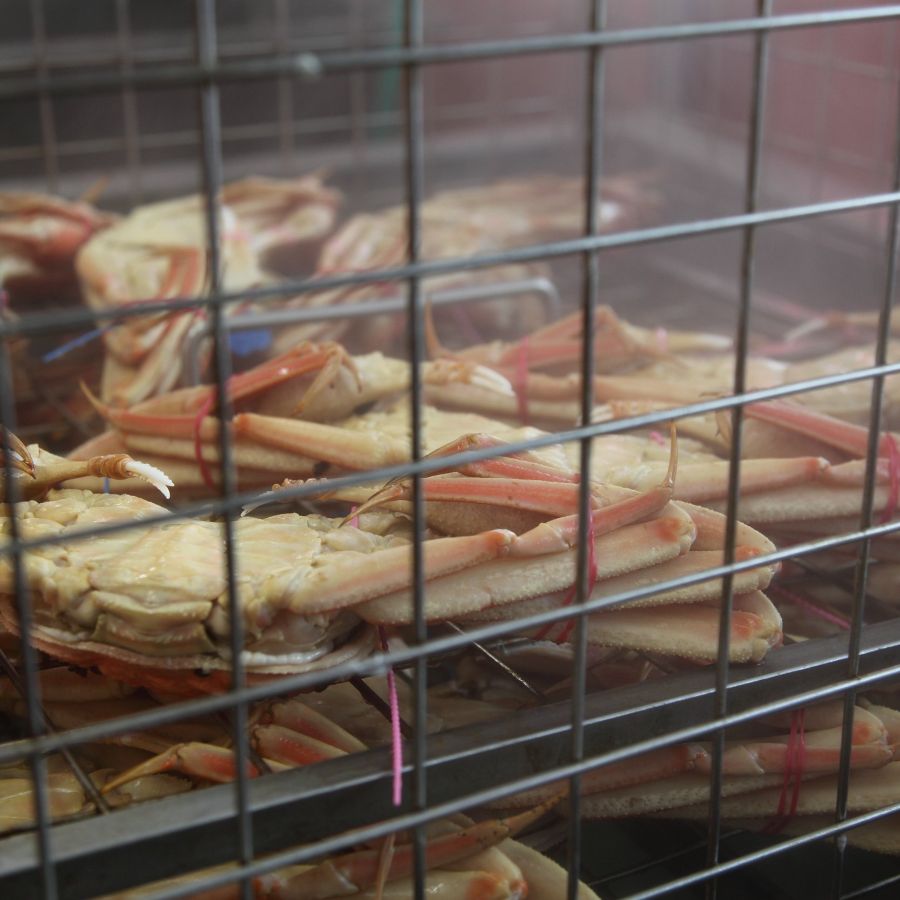 ＜北畿水産＞京丹後産”タグ付き”ゆで間人がに（700g～800g/中大サイズ）【11月出荷分】
