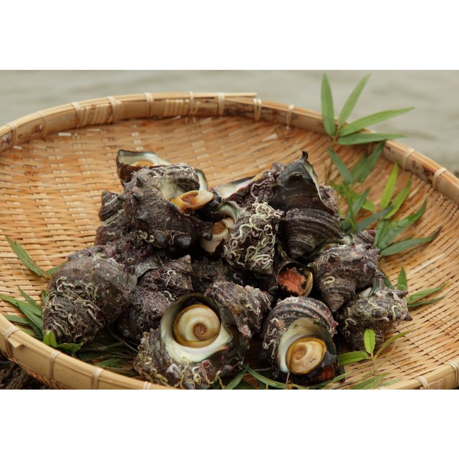 <北畿水産>日本海荒磯育ち京丹後産お刺身さざえ(8個)