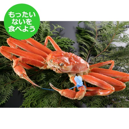 【もったいない！を食べよう】＜北畿水産＞山陰沖「ゆで松葉蟹」（900g～1kg/特大サイズ）【1～3月出荷分】