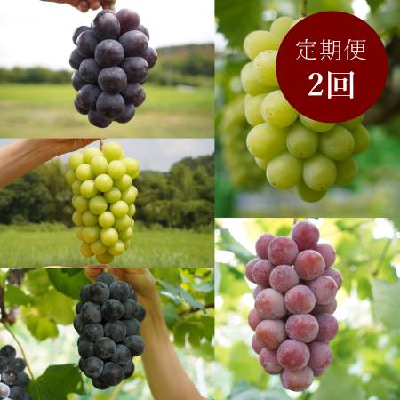 ＜HARETOMI＞特撰「ぶどう」5種（ブラックビート・ピオーネ・シャインマスカット・翠峰・クイーンニーナ）【2回定期便】