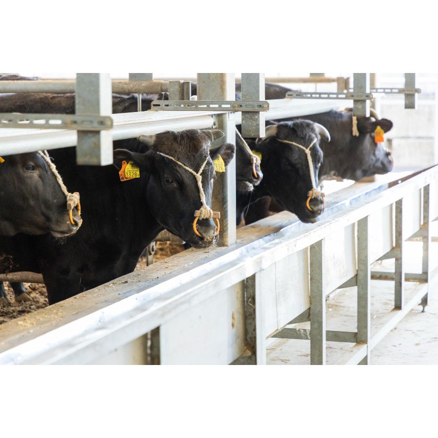 ＜肉のマルセ＞三田マルセ牛すきやき１kg