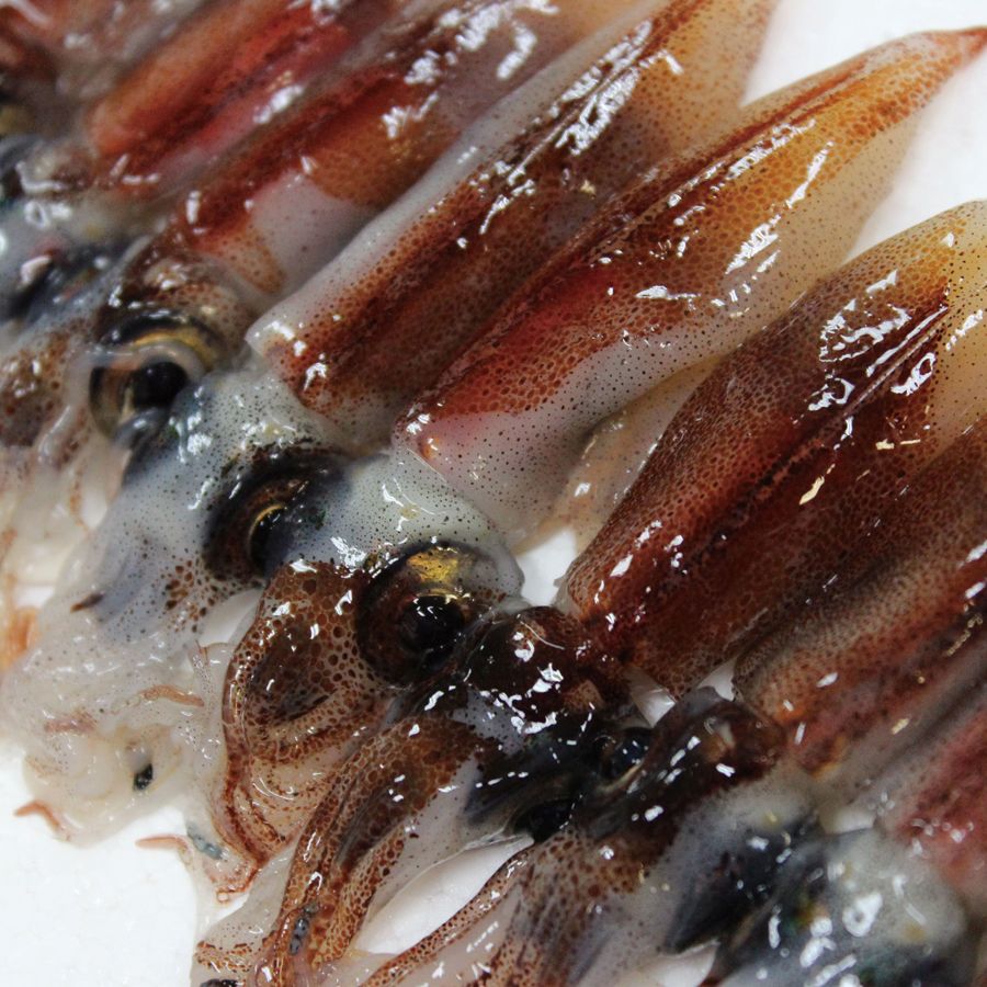 兵庫県香住産生「ほたるいか」1.5kg（250g×6）