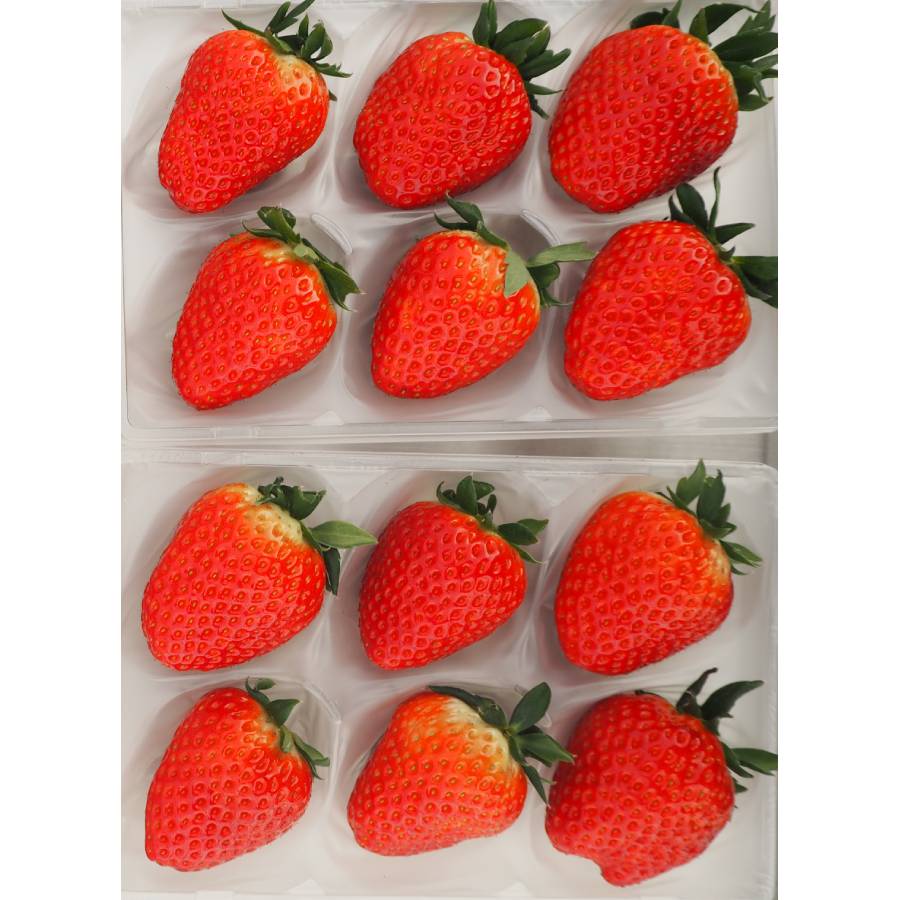 ＜奈良のいちごやさん＞苺「古都華」（特大サイズ）6粒x2パック（計12粒）【三越伊勢丹選定】