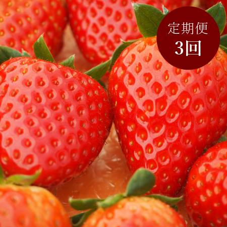 ＜奈良のいちごやさん＞苺「古都華」（特大サイズ）6粒x2パック（計12粒）【3ヵ月定期便】【三越伊勢丹選定】