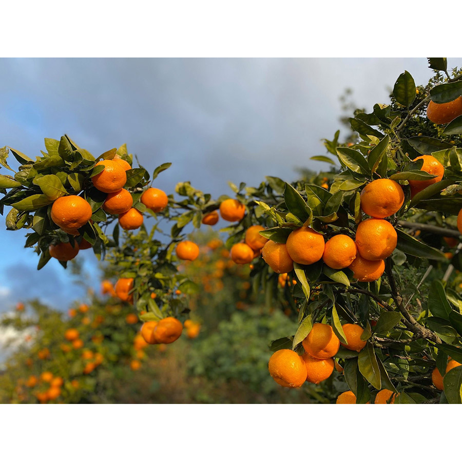 <観音山フルーツガーデン>みかん(とろコク一番人気)5kg