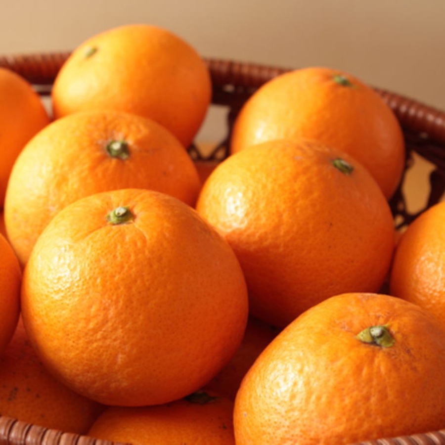 有田産清見オレンジ秀品（M～3Lサイズ）5kg