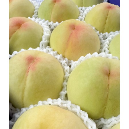 ＜吉田農園＞あら川の桃　清水白桃　特秀1kg