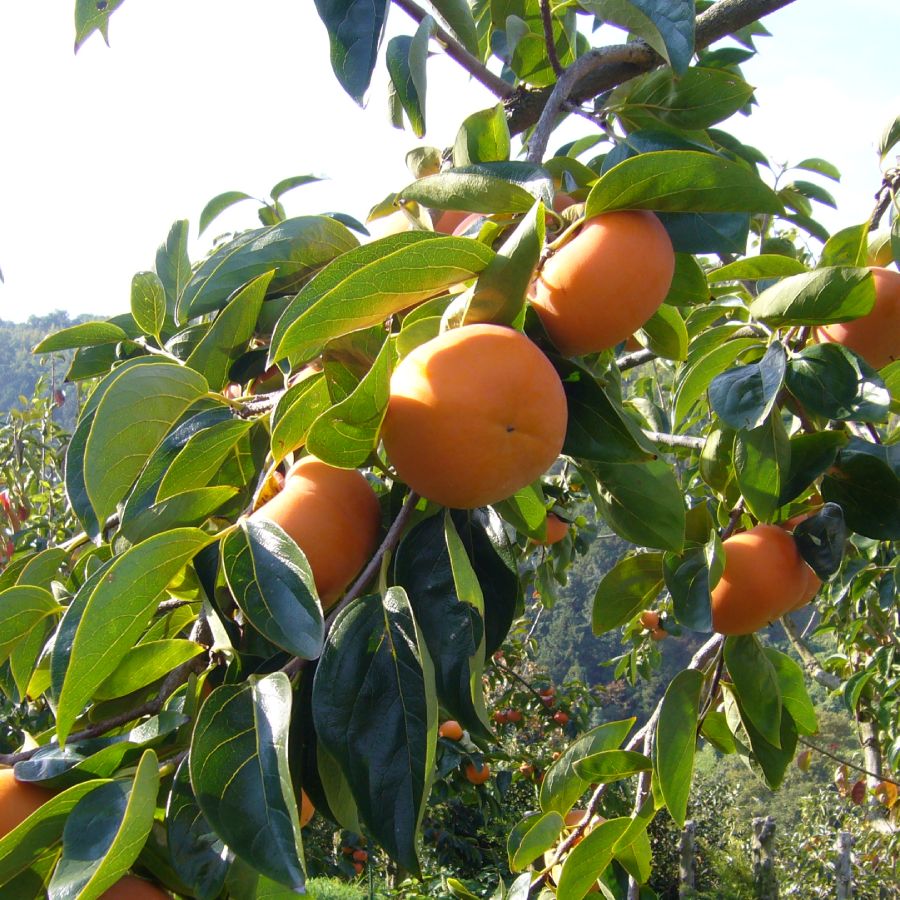 一心農園の富有柿 大玉果 1.8kg（ご自宅用）