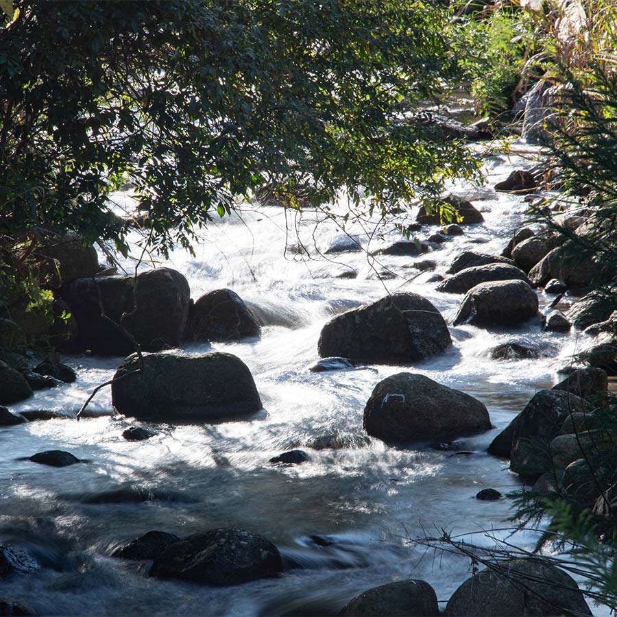 近大キャビア（10g×2個）