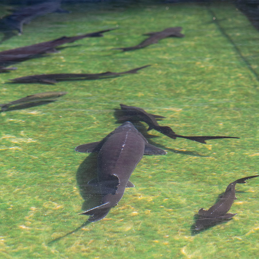 近大キャビア（10g×2個）