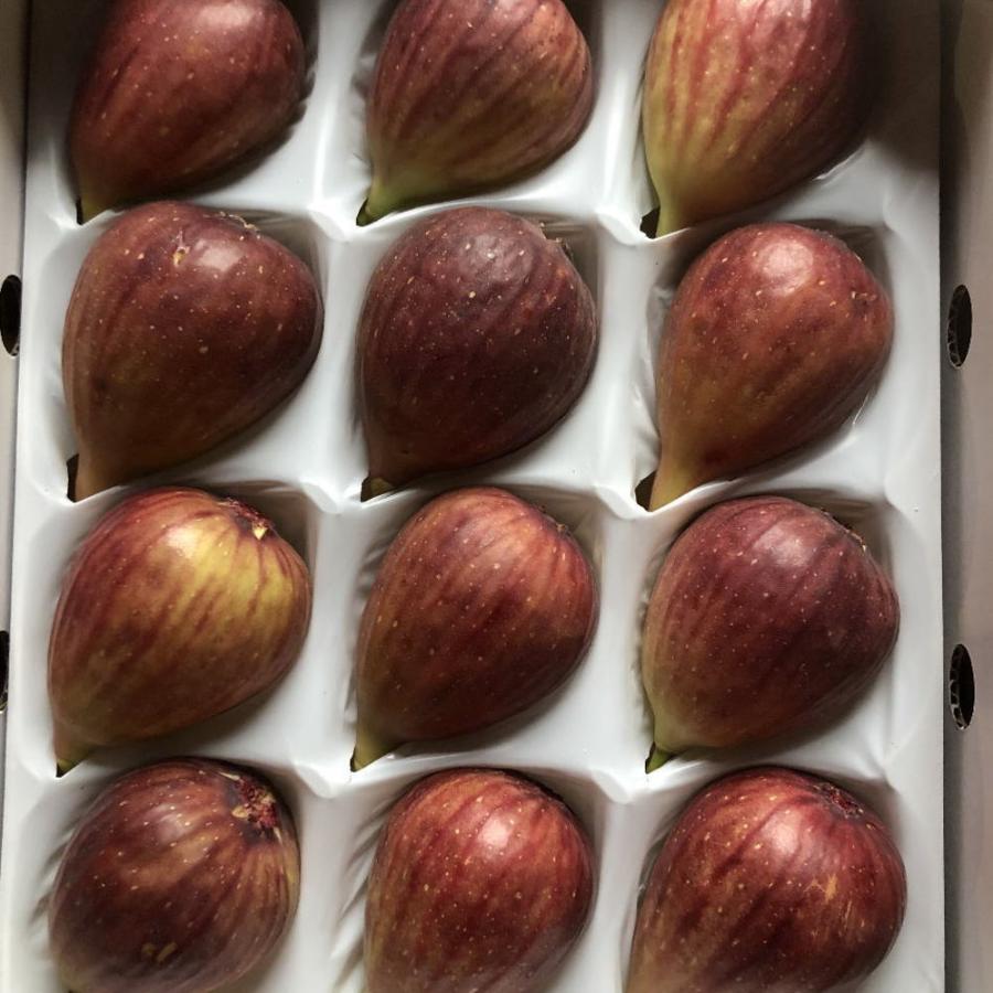 和歌山県産ハウス樹上完熟いちじく秀品12玉(Lサイズ)