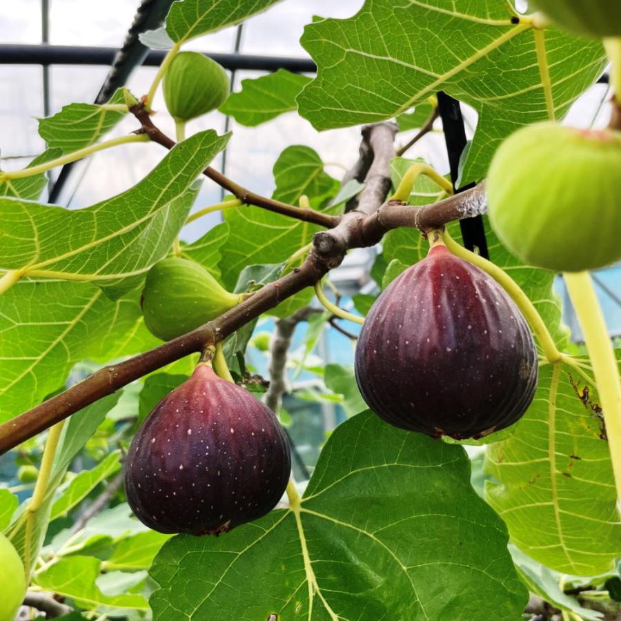 和歌山県産ハウス樹上完熟いちじく秀品12玉(Lサイズ)