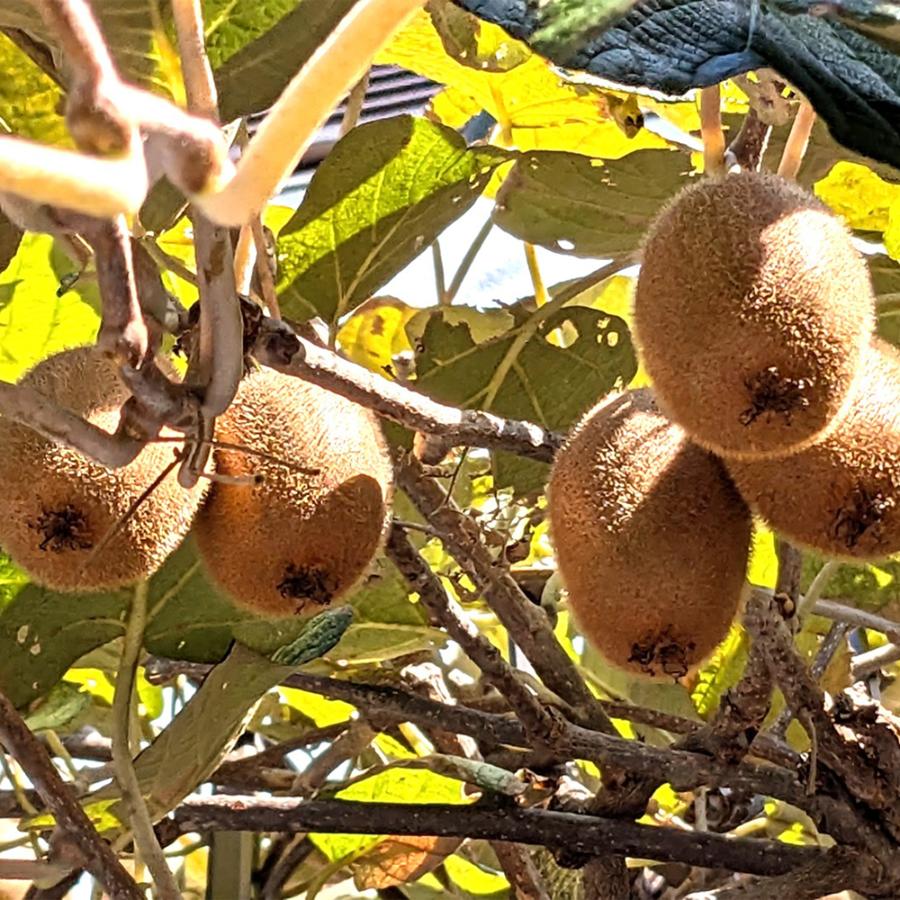 和歌山県産キウイフルーツ秀品2kg（サイズ混合）