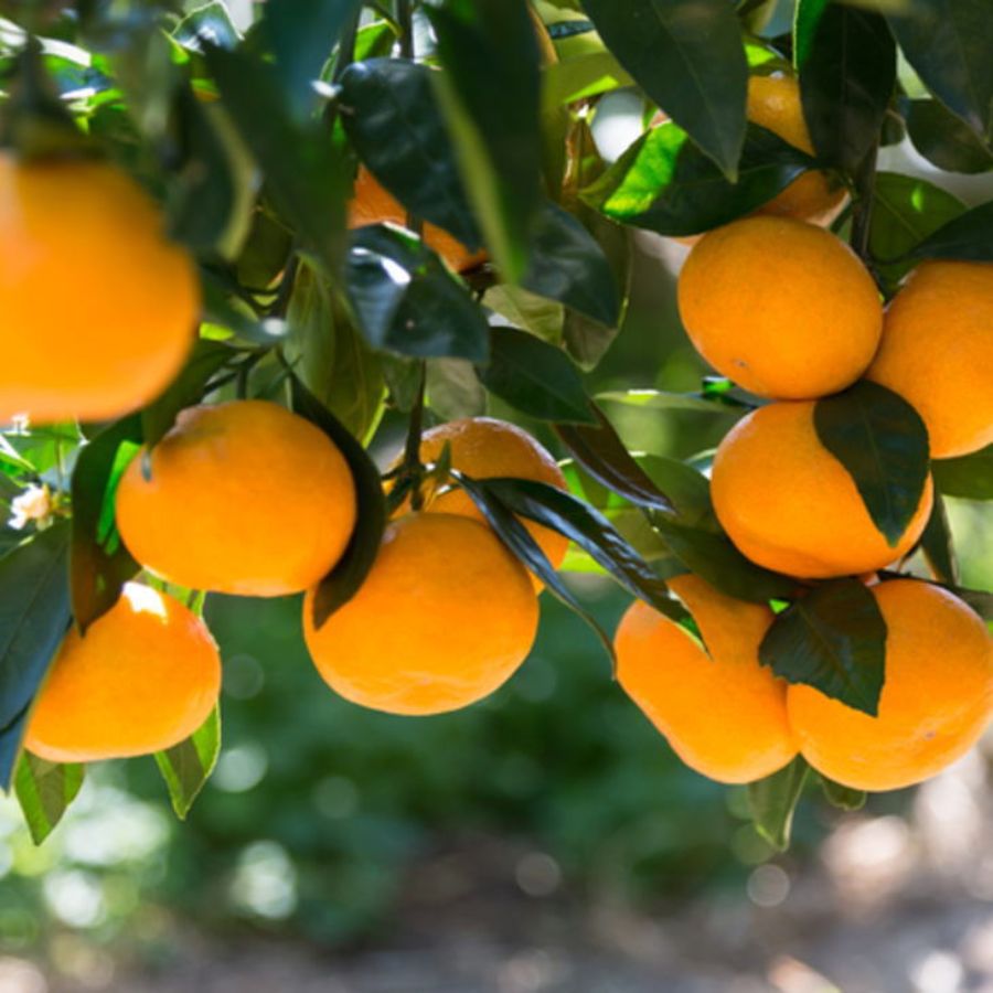 和歌山県有田みかん　秀品5kg（S～Lサイズおまかせ）