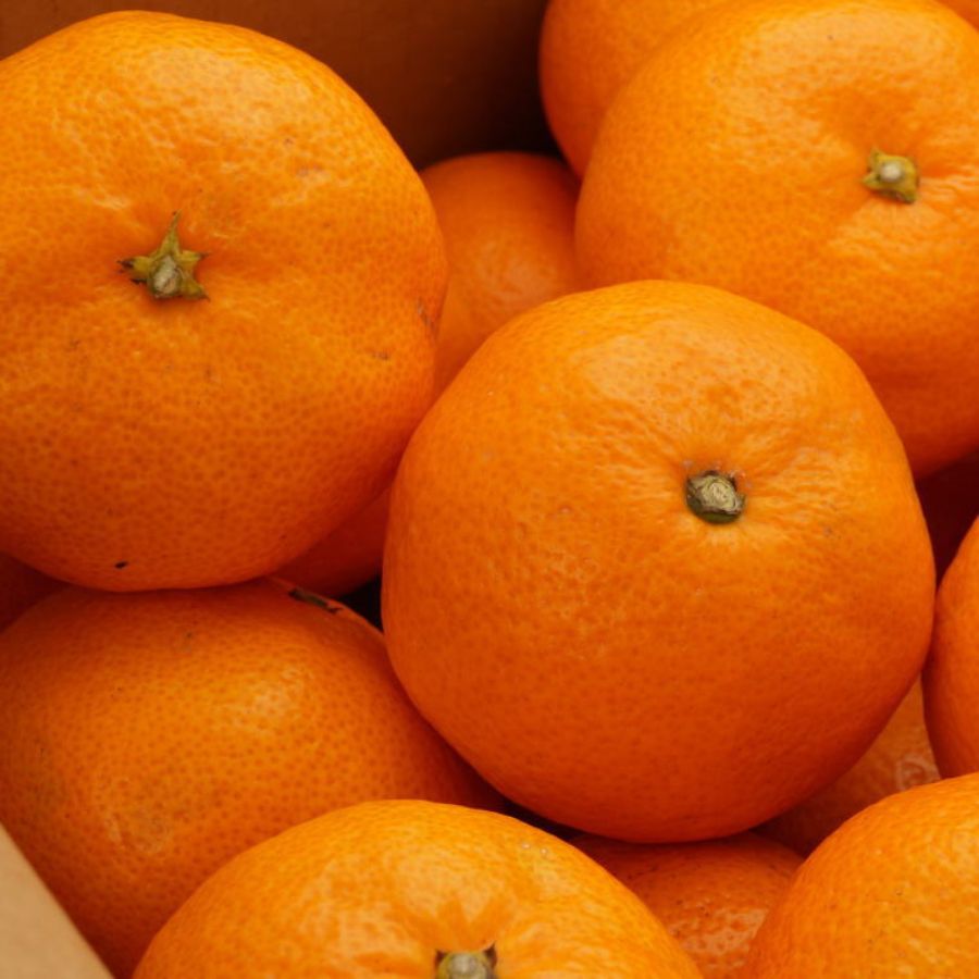 和歌山県有田みかん　秀品5kg（S～Lサイズおまかせ）