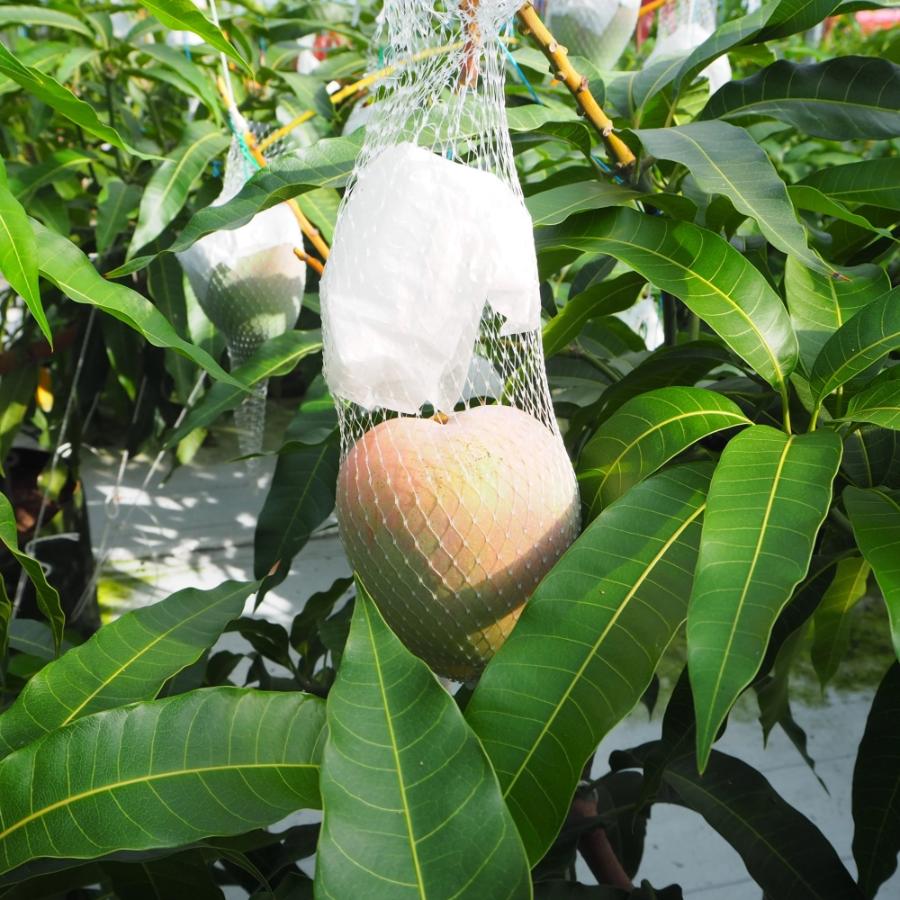 和歌山県産しおさいマンゴー秀品2玉(0.8kg）