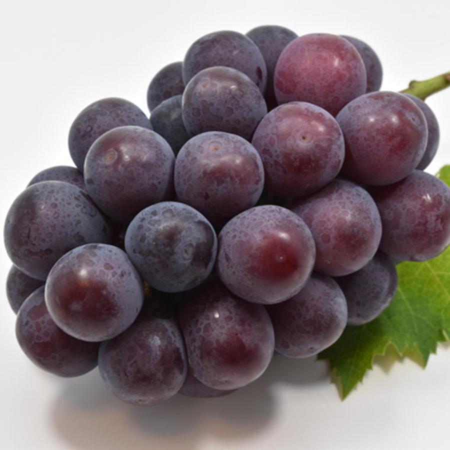 和歌山県産秀品セレクト旬のフルーツ定期便(4回)