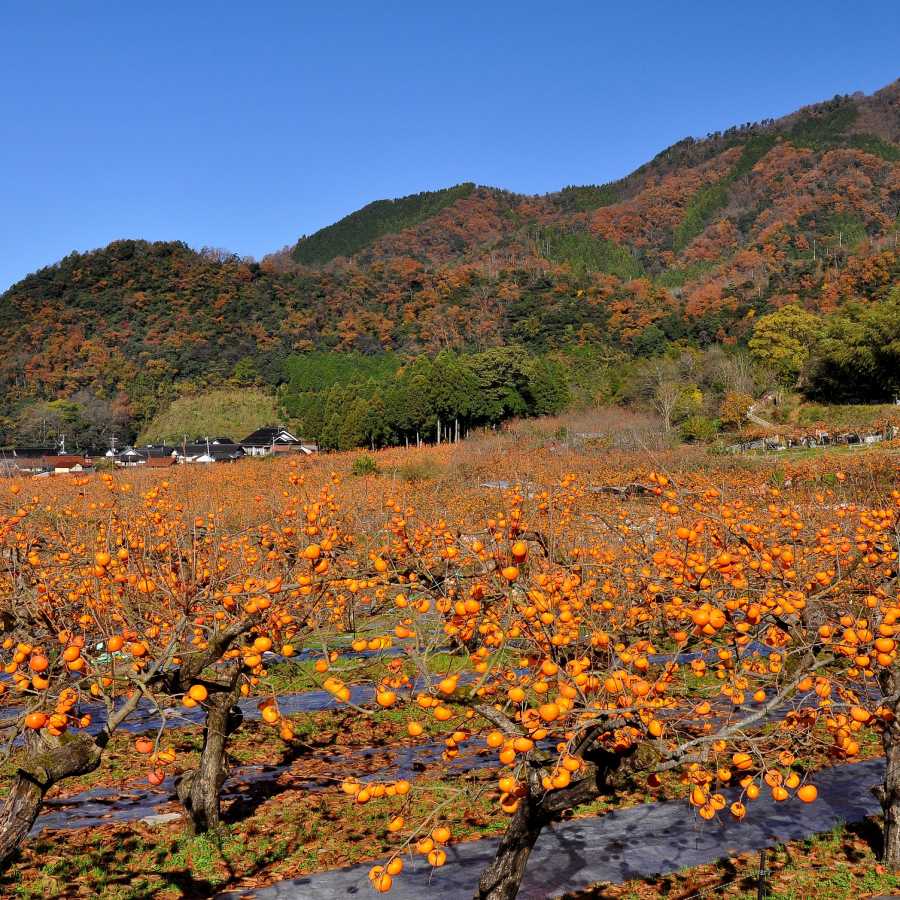 こおげ花御所柿 2kg 赤秀2L