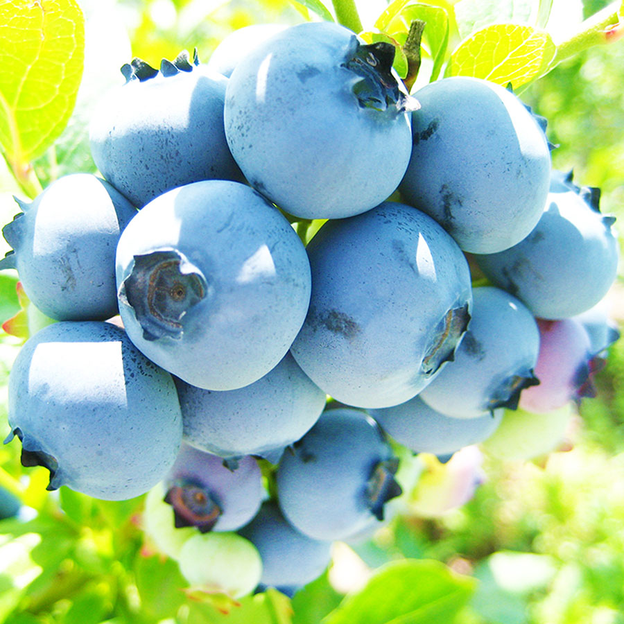 【定期便3回】奥大山産冷凍ブルーベリー1kg(9月開始)