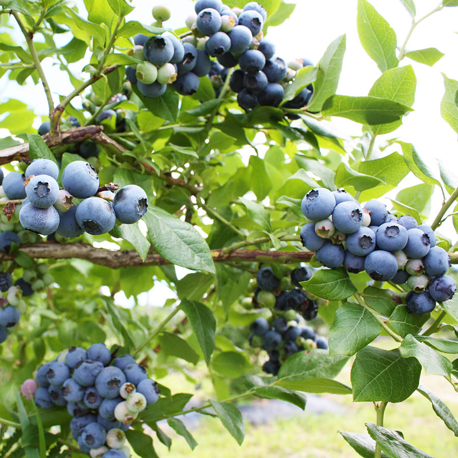 【定期便3回】奥大山産冷凍ブルーベリー1kg(9月開始)