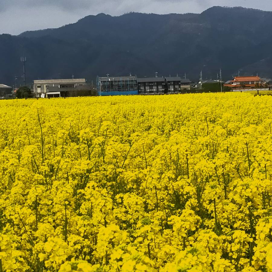 「出雲の菜種油」中3本セット