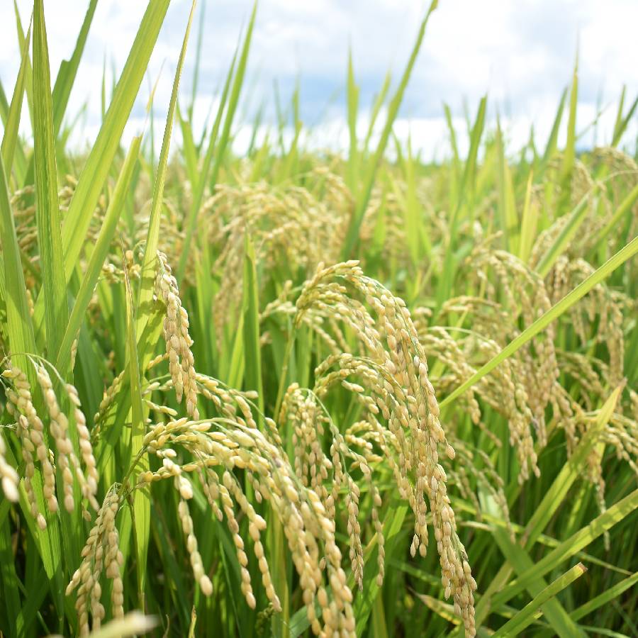 きぬむすめ5kg、にこまる5kgBG無洗米金芽米食べ比べセット | 島根県安来市 | 三越伊勢丹ふるさと納税