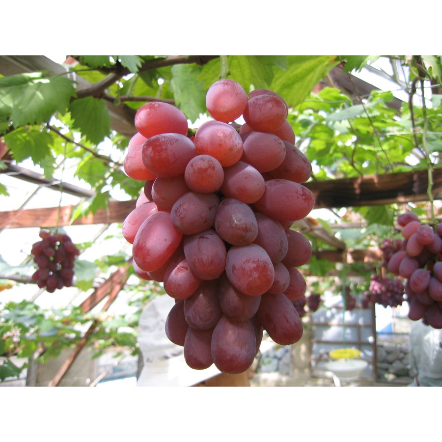 ＜田口青果＞「紫苑ぶどう」2房（計1.1kg）