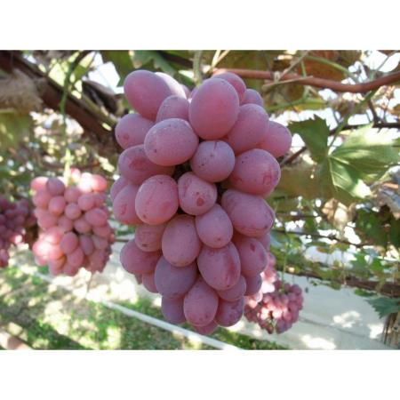 ＜岡山県青果物販売＞「紫苑」１房（700g）