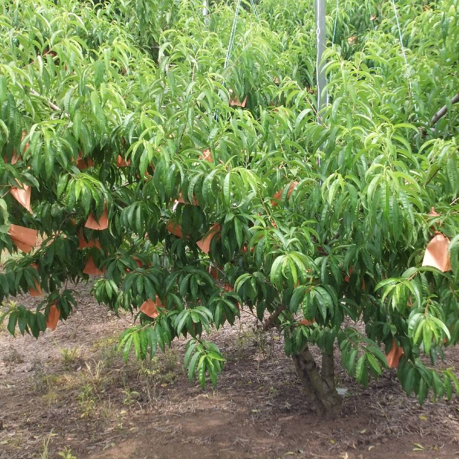 「岡山白桃」2kg（６～8個）