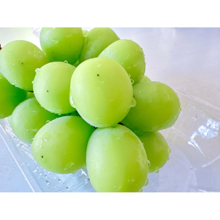 『雲海の恵み』ロイヤルシャインマスカット２房（特選大房）【三越伊勢丹選定】