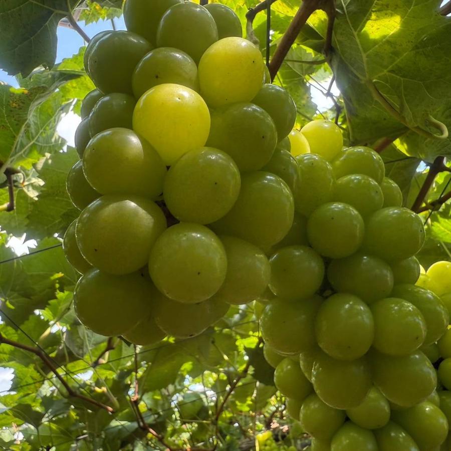 シャインマスカット２房