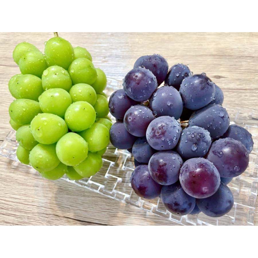 『雲海の恵み』ロイヤルシャインマスカット＆ロイヤル ニューピオーネ（特選大房）【三越伊勢丹選定】