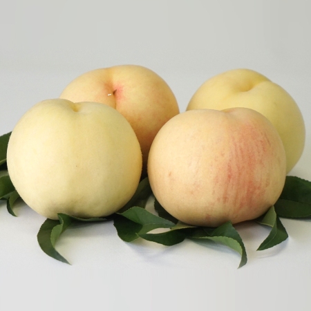 清水白桃 1.5kg