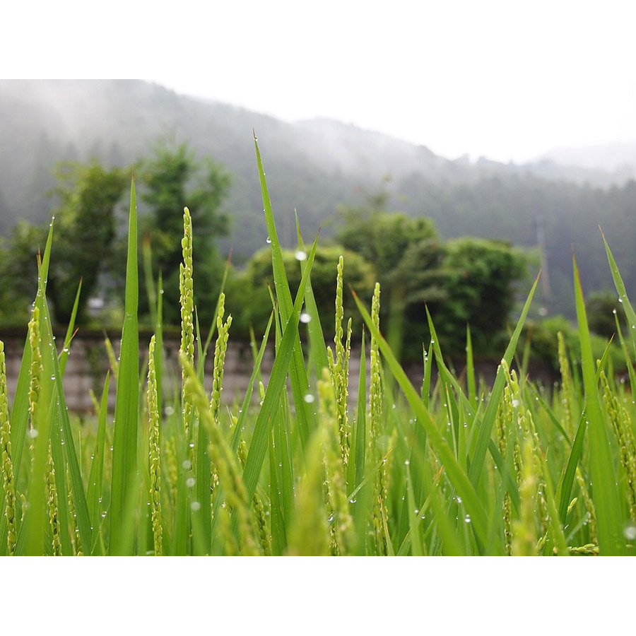 あわくら源流米 コシヒカリ 白米10kg