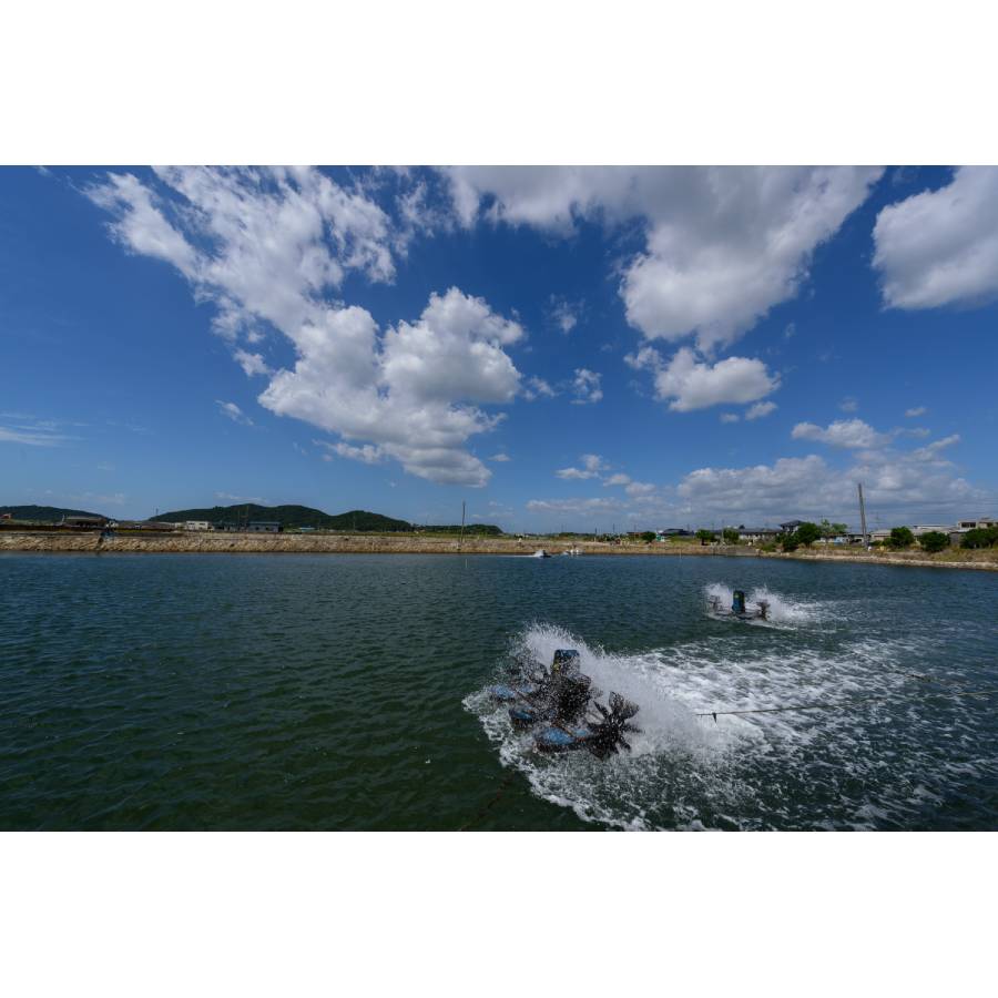 ＜旭水産＞秋穂産活き〆「車海老」冷凍400g【6ヵ月定期便】