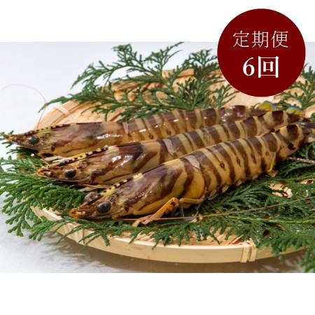 ＜旭水産＞秋穂産活き〆「車海老」冷凍400g【6ヵ月定期便】