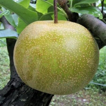 ＜ふれあいプラザ須金＞「幸水」2.5kg（4～7個）
