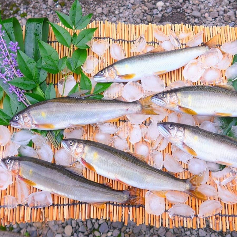 波乗り鮎セット　500ｇ