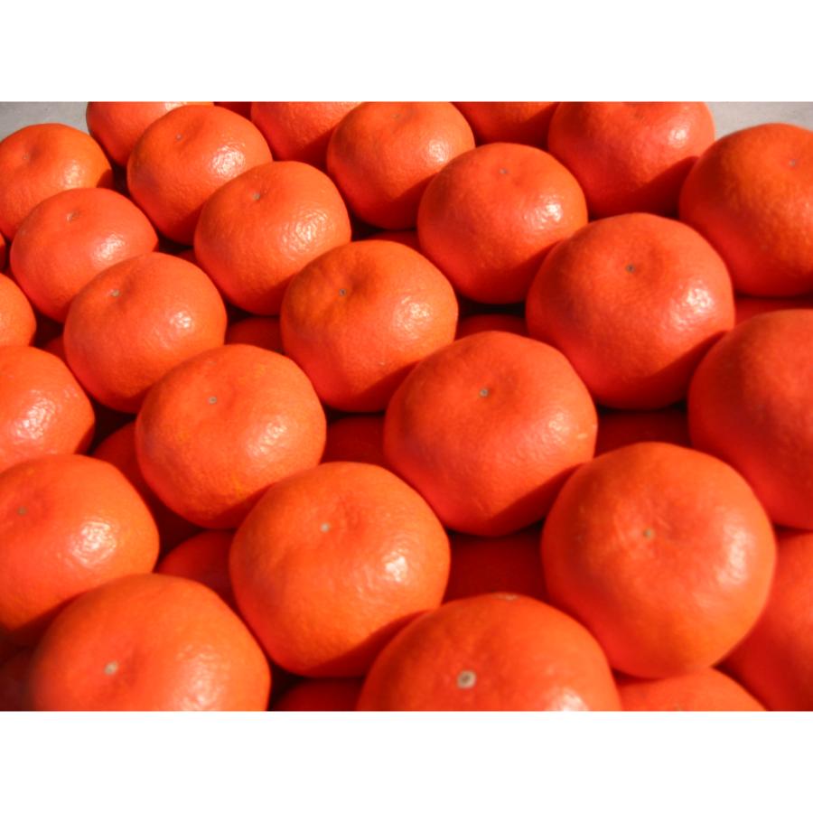 小原紅早生みかん5kg(S~Lサイズ)