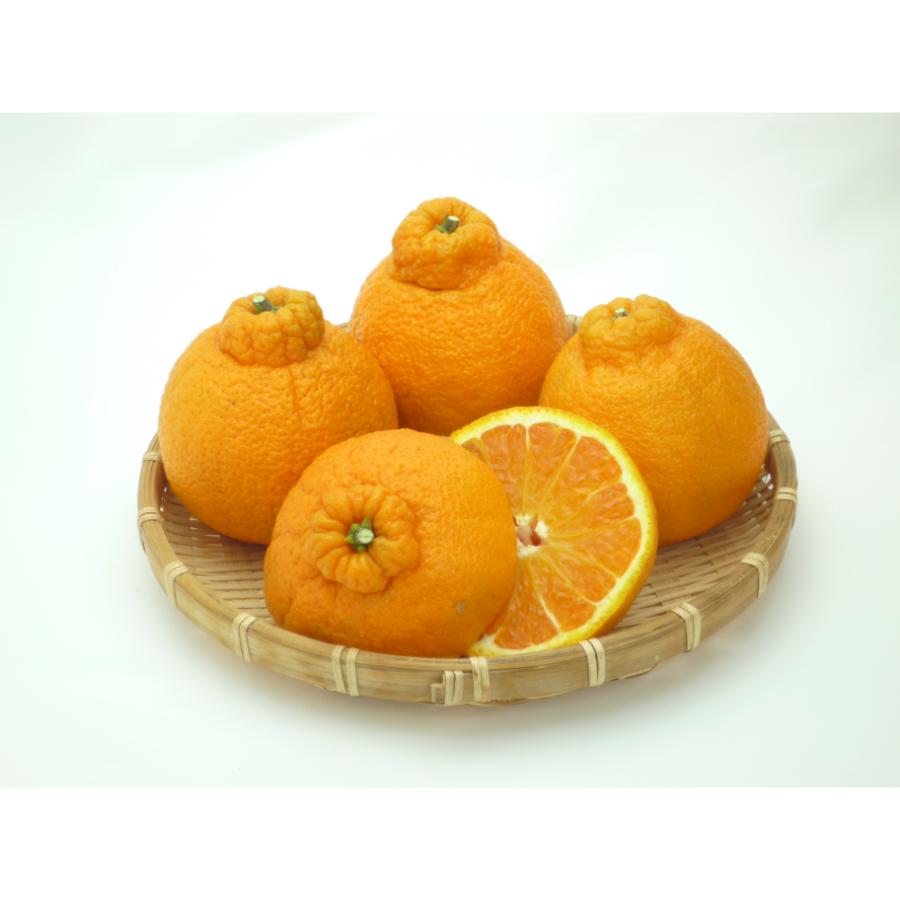 デコポン「不知火」3kg(M~2Lサイズ)