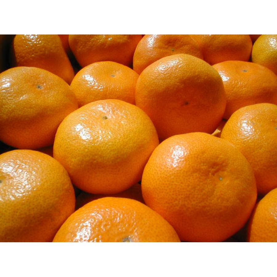 小原紅早生2.5kg & 温州みかん2.5kg