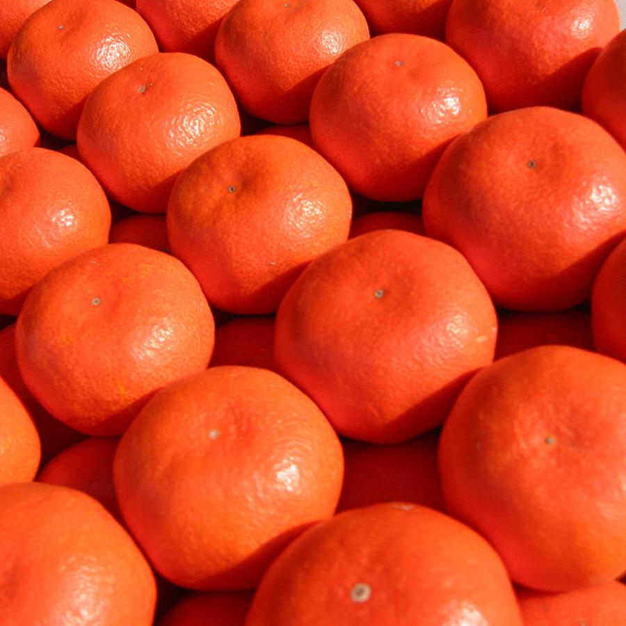 小原紅早生2.5kg & 温州みかん2.5kg