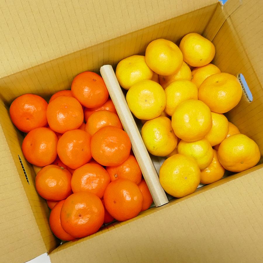 小原紅早生2.5kg & 温州みかん2.5kg