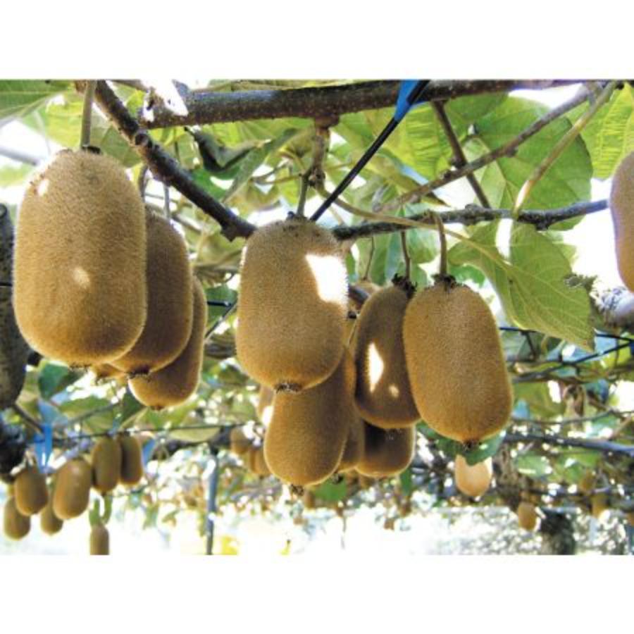 「キウイ」“香緑“香川県オリジナル品種1.3kg(7~10玉)化粧箱